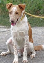 SNOOPY, Hund, Mischlingshund in Rumänien - Bild 4