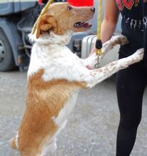 SNOOPY, Hund, Mischlingshund in Rumänien - Bild 6