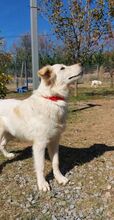 LOFI, Hund, Herdenschutzhund in Griechenland - Bild 10