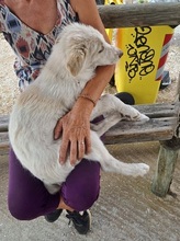LOFI, Hund, Herdenschutzhund in Griechenland - Bild 14