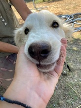 LOFI, Hund, Herdenschutzhund in Griechenland - Bild 15