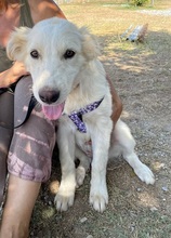 LOFI, Hund, Herdenschutzhund in Griechenland - Bild 16