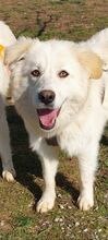 LOFI, Hund, Herdenschutzhund in Griechenland - Bild 2
