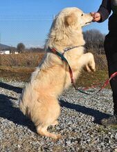 LOFI, Hund, Herdenschutzhund in Griechenland - Bild 3