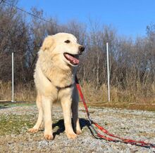 LOFI, Hund, Herdenschutzhund in Griechenland - Bild 4