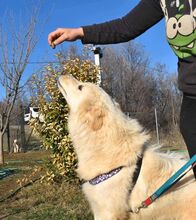 LOFI, Hund, Herdenschutzhund in Griechenland - Bild 6