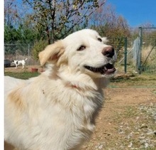 LOFI, Hund, Herdenschutzhund in Griechenland - Bild 7
