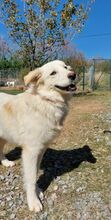 LOFI, Hund, Herdenschutzhund in Griechenland - Bild 8