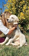 LOFI, Hund, Herdenschutzhund in Griechenland - Bild 9