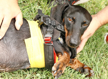 TACSI, Hund, Dackel in Ungarn - Bild 3