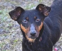 MILA, Hund, Mischlingshund in Witzenhausen - Bild 1