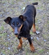 MILA, Hund, Mischlingshund in Witzenhausen - Bild 10
