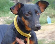 MILA, Hund, Mischlingshund in Witzenhausen - Bild 11