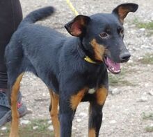 MILA, Hund, Mischlingshund in Witzenhausen - Bild 12