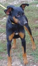 MILA, Hund, Mischlingshund in Witzenhausen - Bild 13