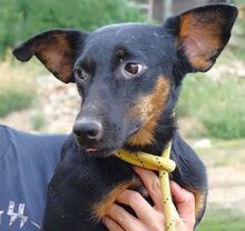 MILA, Hund, Mischlingshund in Witzenhausen - Bild 14