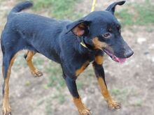 MILA, Hund, Mischlingshund in Witzenhausen - Bild 15