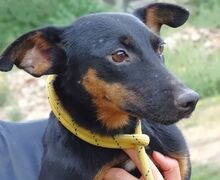 MILA, Hund, Mischlingshund in Witzenhausen - Bild 16