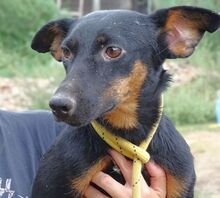 MILA, Hund, Mischlingshund in Witzenhausen - Bild 18