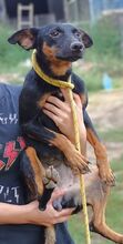 MILA, Hund, Mischlingshund in Witzenhausen - Bild 19