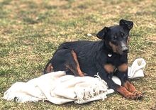 MILA, Hund, Mischlingshund in Witzenhausen - Bild 2