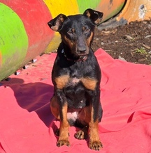 MILA, Hund, Mischlingshund in Witzenhausen - Bild 4