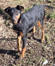 MILA, Hund, Mischlingshund in Witzenhausen - Bild 6