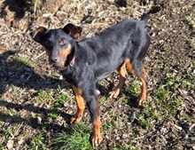 MILA, Hund, Mischlingshund in Witzenhausen - Bild 7
