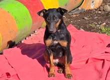 MILA, Hund, Mischlingshund in Witzenhausen - Bild 8
