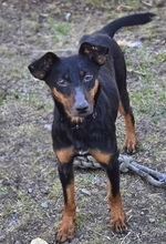 MILA, Hund, Mischlingshund in Witzenhausen - Bild 9
