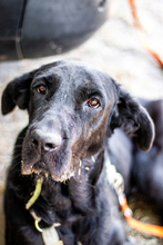 ZARA, Hund, Mischlingshund in Malsch - Bild 3