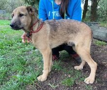 BREEZE, Hund, Mischlingshund in Slowakische Republik - Bild 13