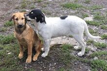 BREEZE, Hund, Mischlingshund in Slowakische Republik - Bild 15