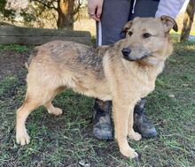 BREEZE, Hund, Mischlingshund in Slowakische Republik - Bild 3