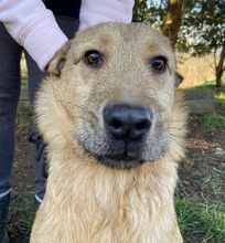 BREEZE, Hund, Mischlingshund in Slowakische Republik - Bild 4