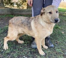 BREEZE, Hund, Mischlingshund in Slowakische Republik - Bild 6