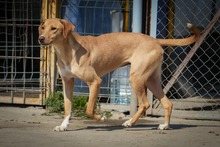 LAZI, Hund, Mischlingshund in Bulgarien - Bild 3