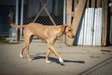 LAZI, Hund, Mischlingshund in Bulgarien - Bild 4