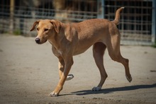 LAZI, Hund, Mischlingshund in Bulgarien - Bild 6