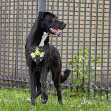 ZULJA, Hund, Labrador-Deutsche Dogge-Mix in Wuppertal - Bild 10