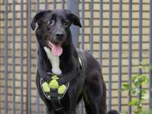 ZULJA, Hund, Labrador-Deutsche Dogge-Mix in Wuppertal - Bild 11