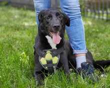 ZULJA, Hund, Labrador-Deutsche Dogge-Mix in Wuppertal - Bild 12