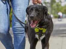 ZULJA, Hund, Labrador-Deutsche Dogge-Mix in Wuppertal - Bild 2