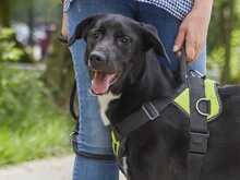 ZULJA, Hund, Labrador-Deutsche Dogge-Mix in Wuppertal - Bild 3