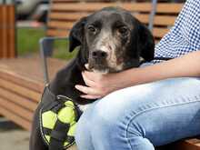 ZULJA, Hund, Labrador-Deutsche Dogge-Mix in Wuppertal - Bild 4