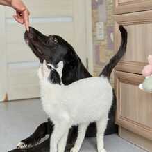 ZULJA, Hund, Labrador-Deutsche Dogge-Mix in Wuppertal - Bild 5