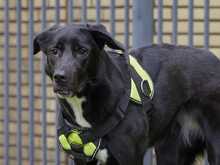 ZULJA, Hund, Labrador-Deutsche Dogge-Mix in Wuppertal - Bild 8