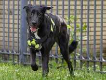 ZULJA, Hund, Labrador-Deutsche Dogge-Mix in Wuppertal - Bild 9