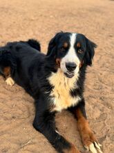 ISIS, Hund, Berner Sennenhund in Spanien - Bild 1