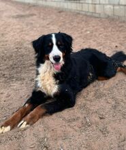 ISIS, Hund, Berner Sennenhund in Spanien - Bild 2